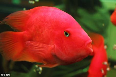 桃紅色代表 血鸚鵡混養金魚